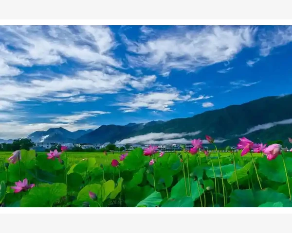 MT4主密码遗忘只能找平台重置别无他法